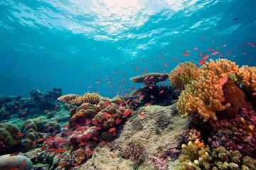 Biodiversity Conservation