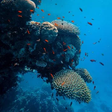 Coral Reef Conservation