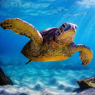 Sea Turtle Conservation